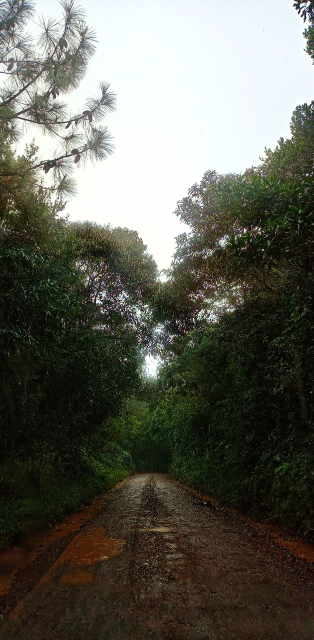 forest trail