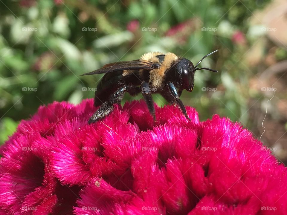 A carpenter bee exploring a cockscomb flower on a late summer morning.
