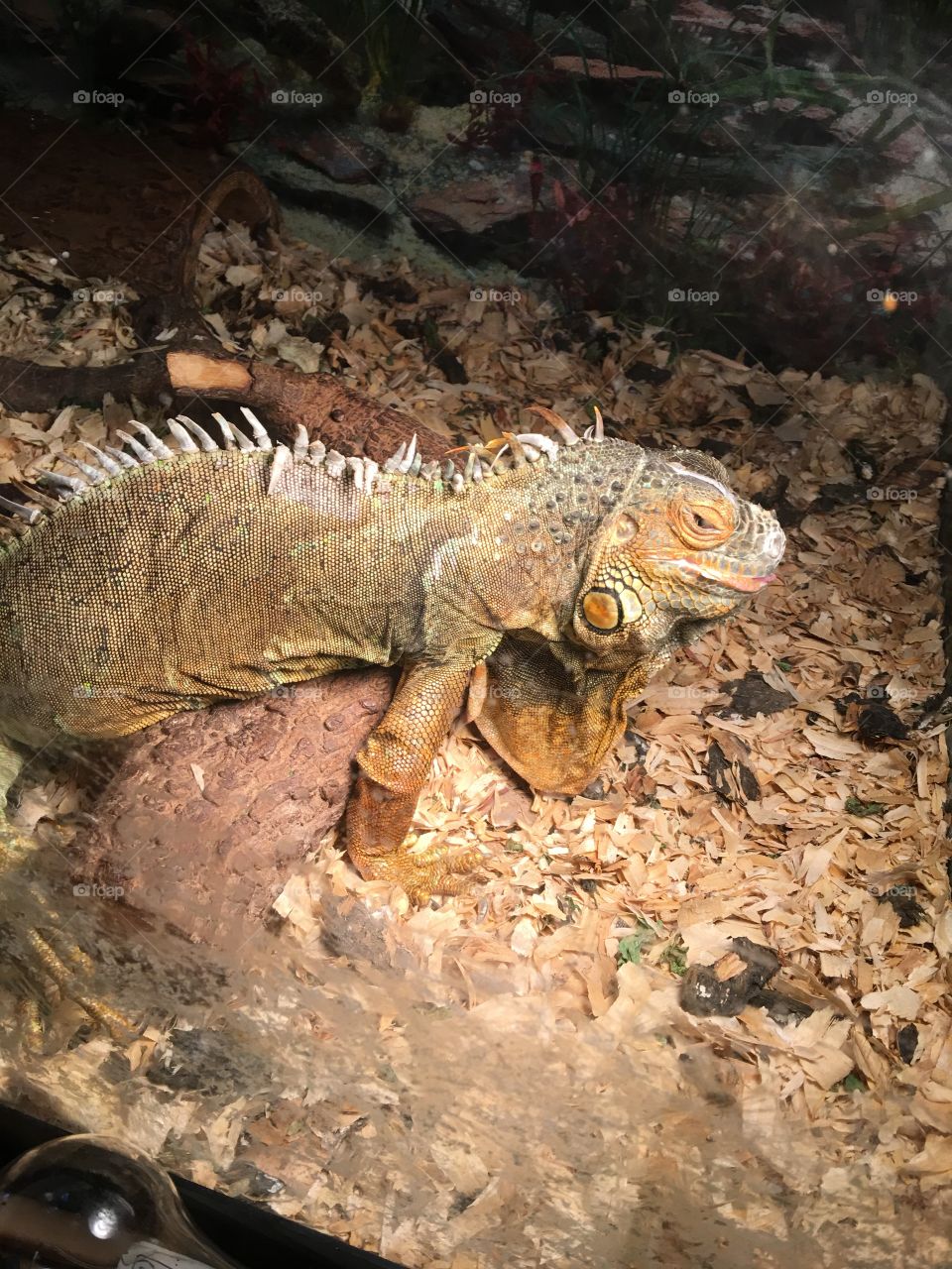 Iguana George