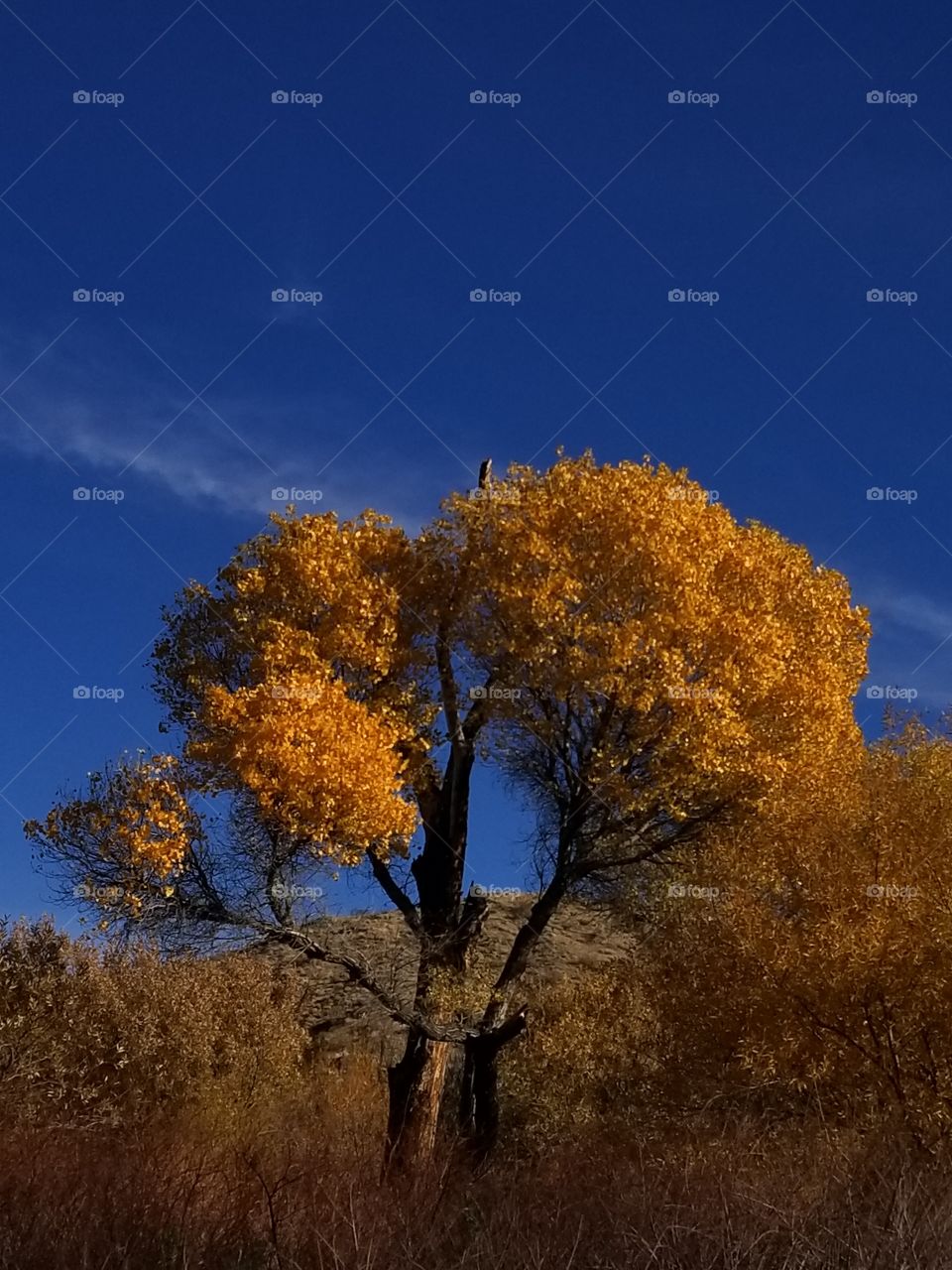 Rust colored tree against a deep blue sky