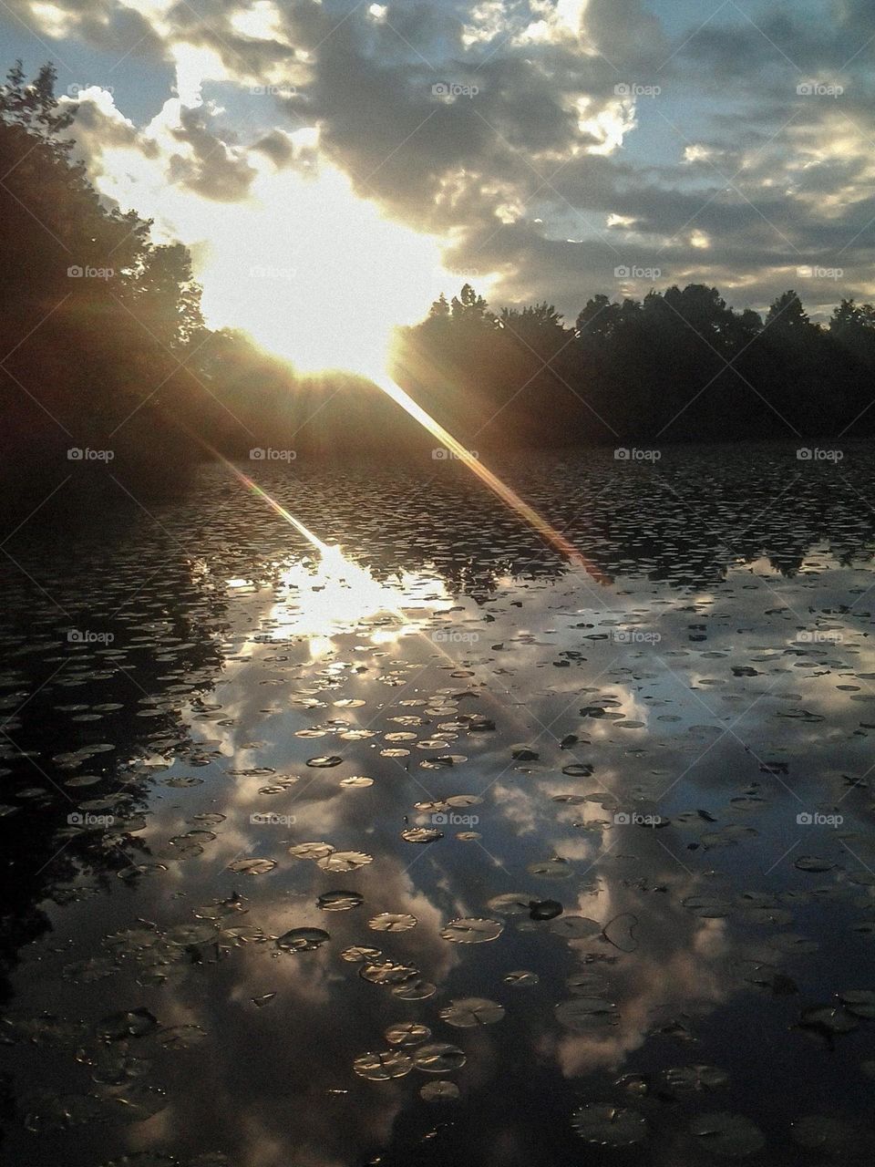 Beams of Sun light shining on the Lilly pad filled shadowed pond in Sullivan Ohio with shadows of the trees surrounding in the back drop. Reflections of the clouds and sky coming to life in the pond. 