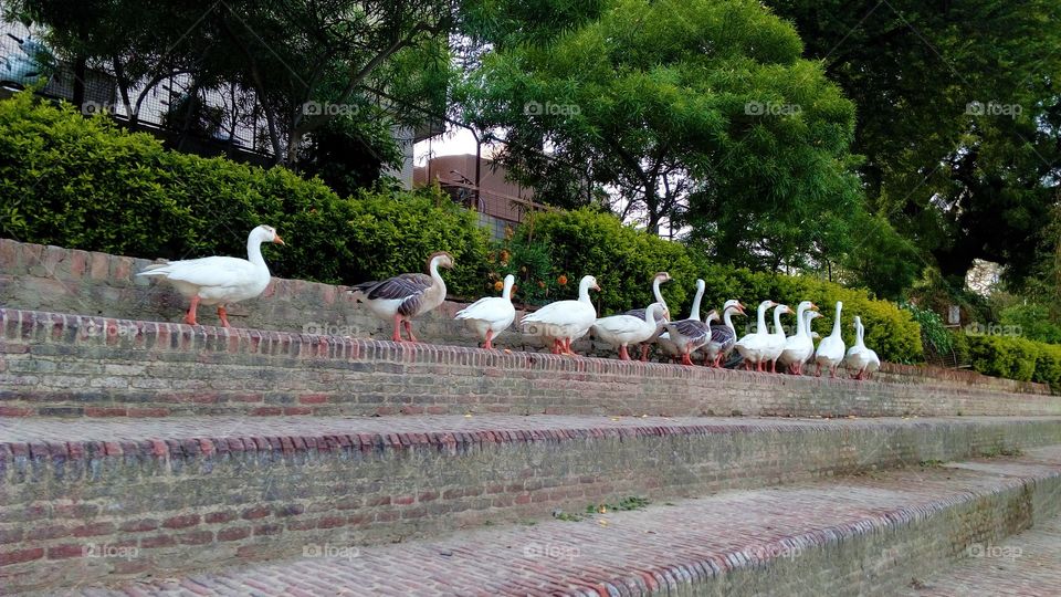 A beautiful group of swans