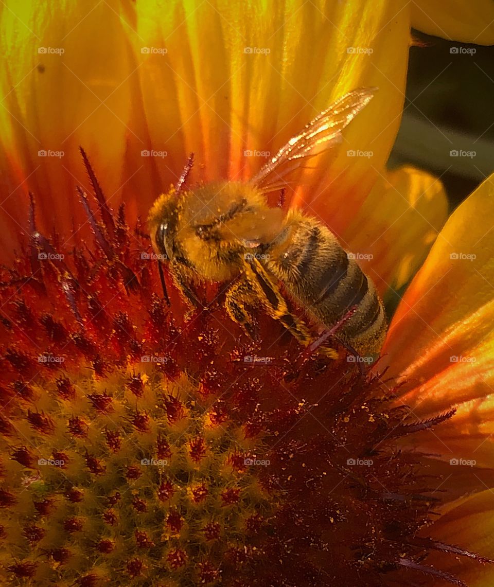 Bee on a yellow and red flower