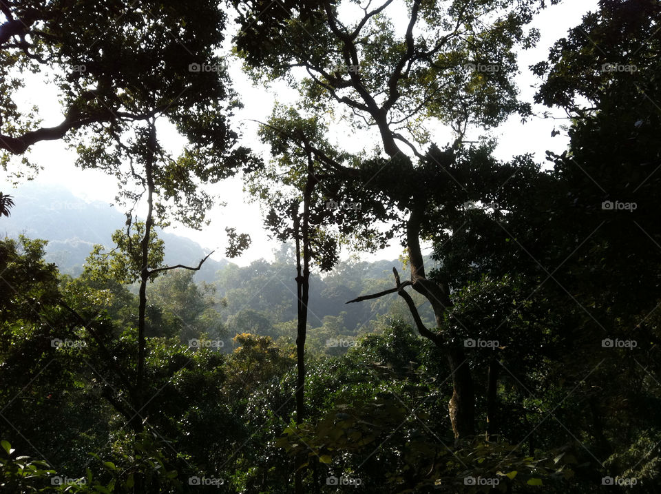 trees woods wilson trail by Nikita80