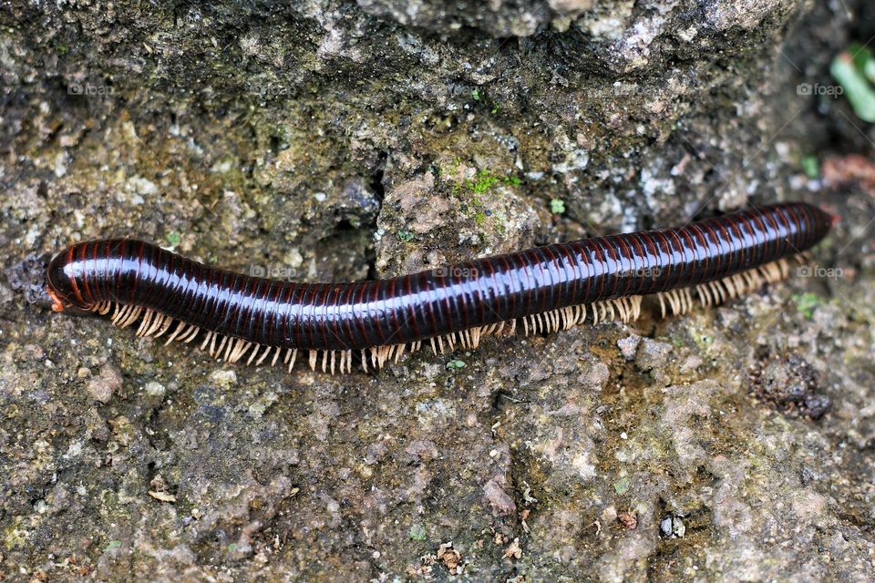 Millipede reptiles.