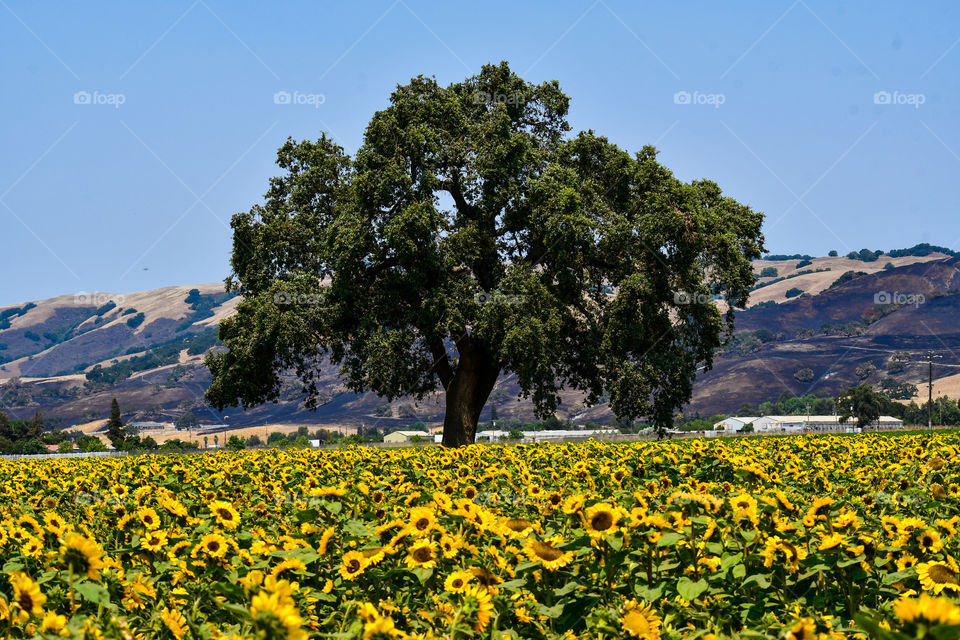 Sunny Sunflower summer day.... 🌻