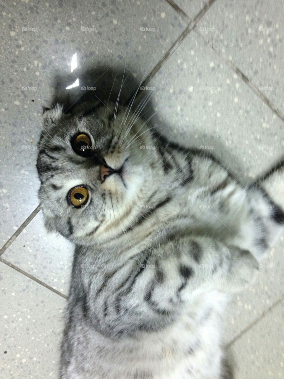 Cute Scottish fold kitten 