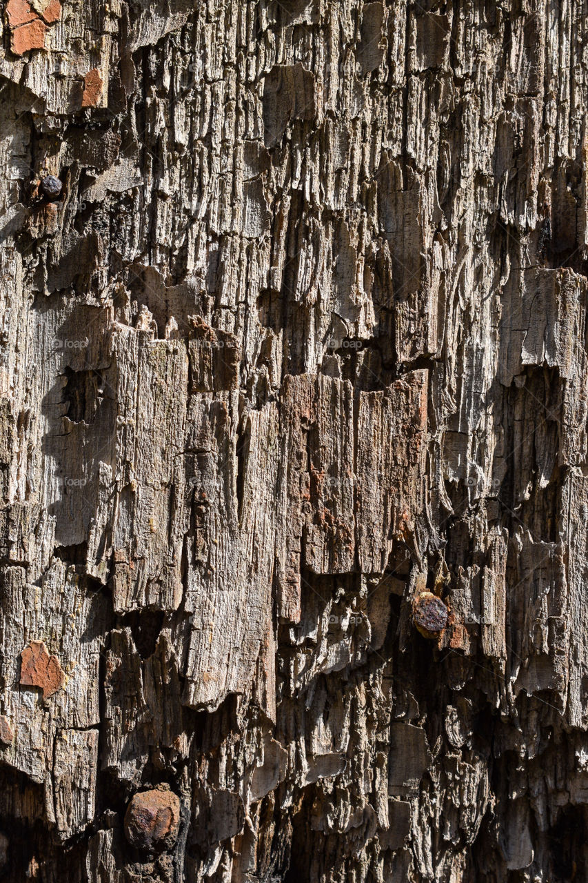 Old rustic wood texture 