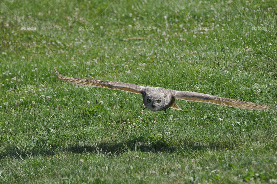 Majestic Owl