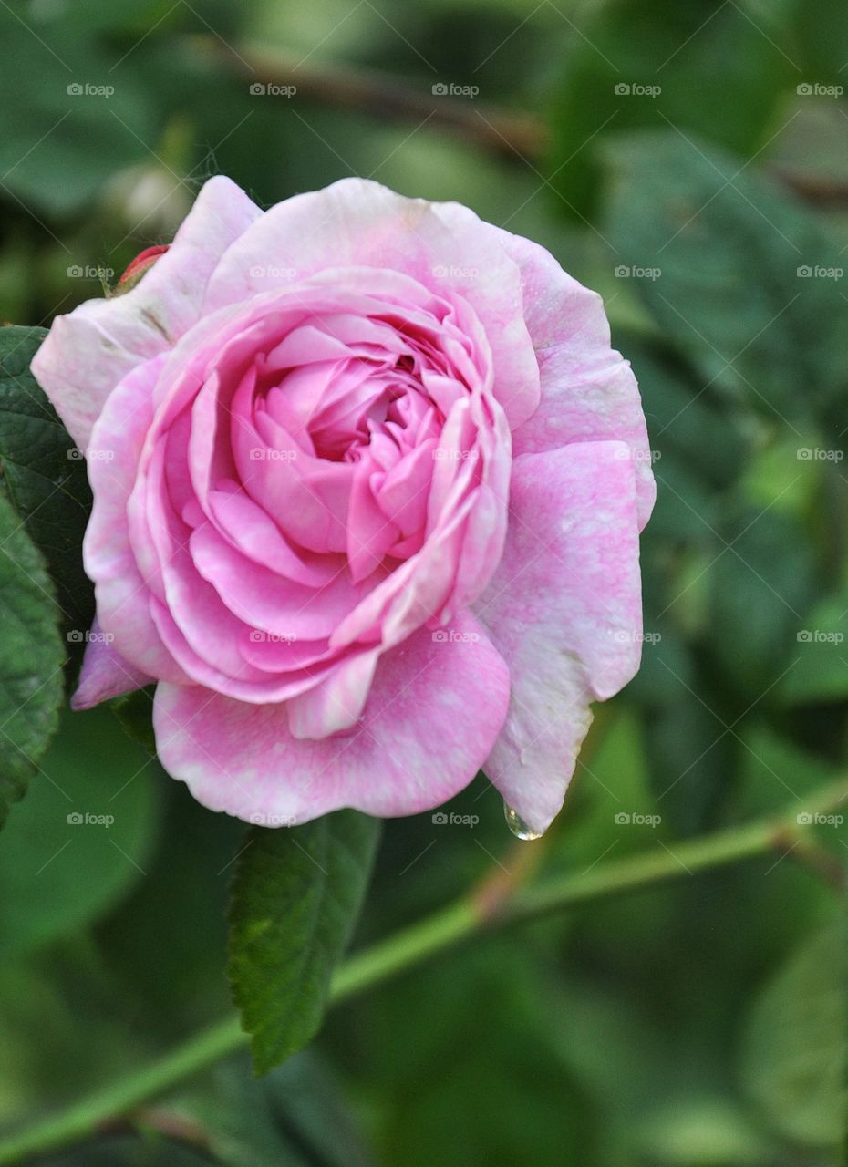 Rose, Flower, Nature, Flora, Petal