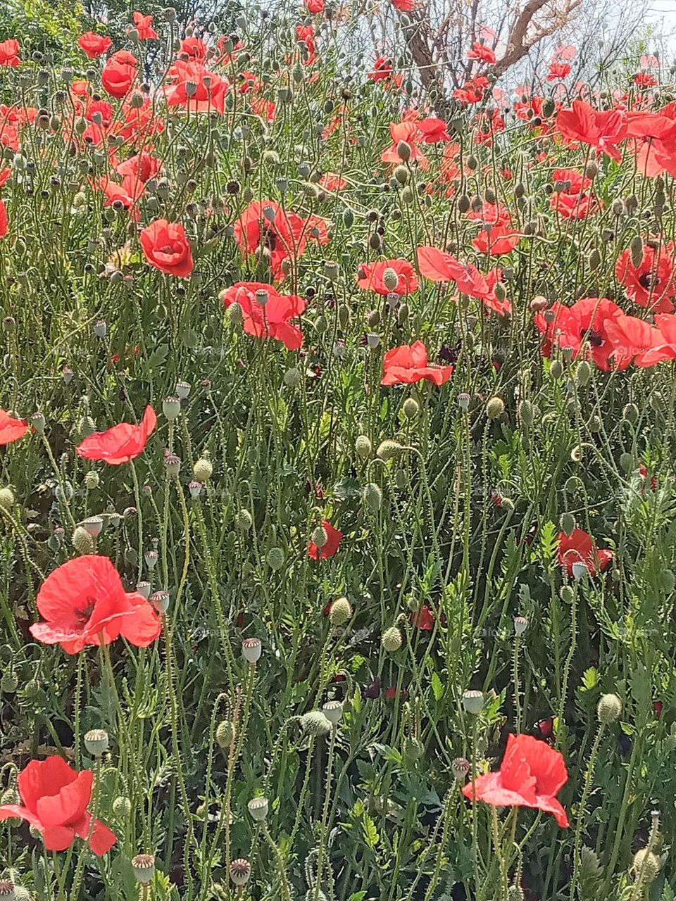 Spring Season ⚘⚘⚘