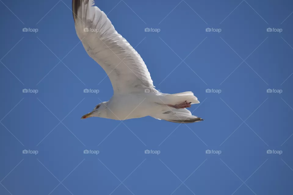 A seagull in the sky