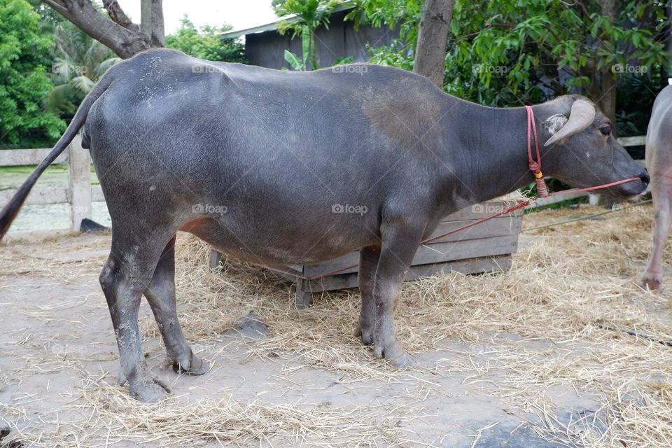 Thai buffaloes are tied to a wooden pole. The ground had straw for eating and sleeping.