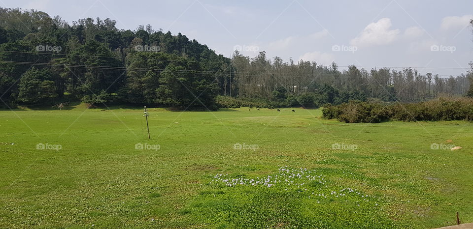 Green landscape