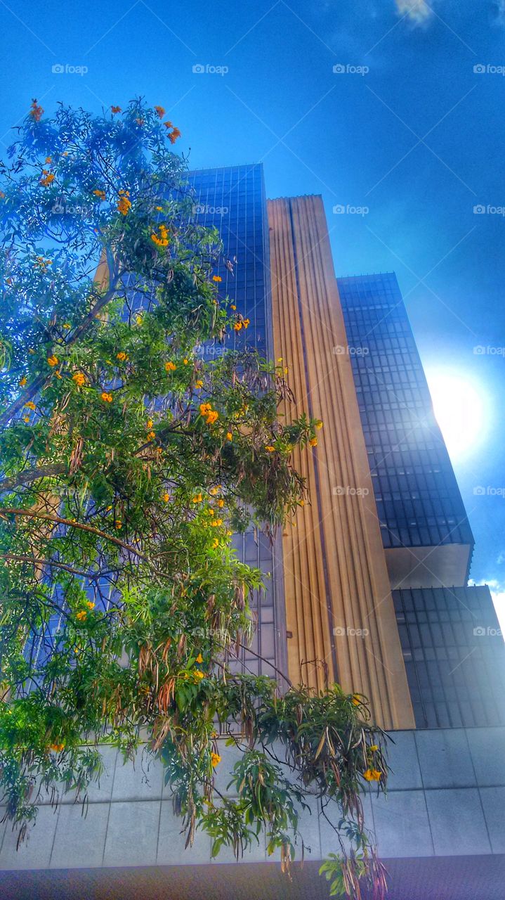 árvore prédio banco central brasilia df