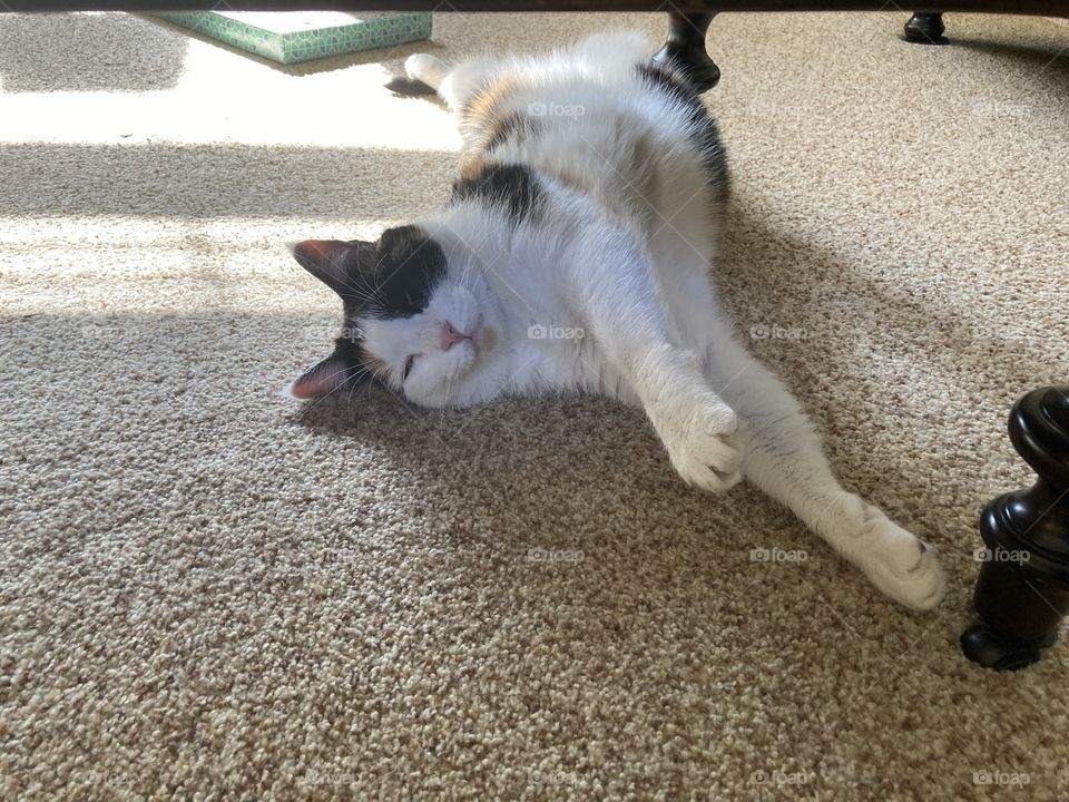Stretch and nap 