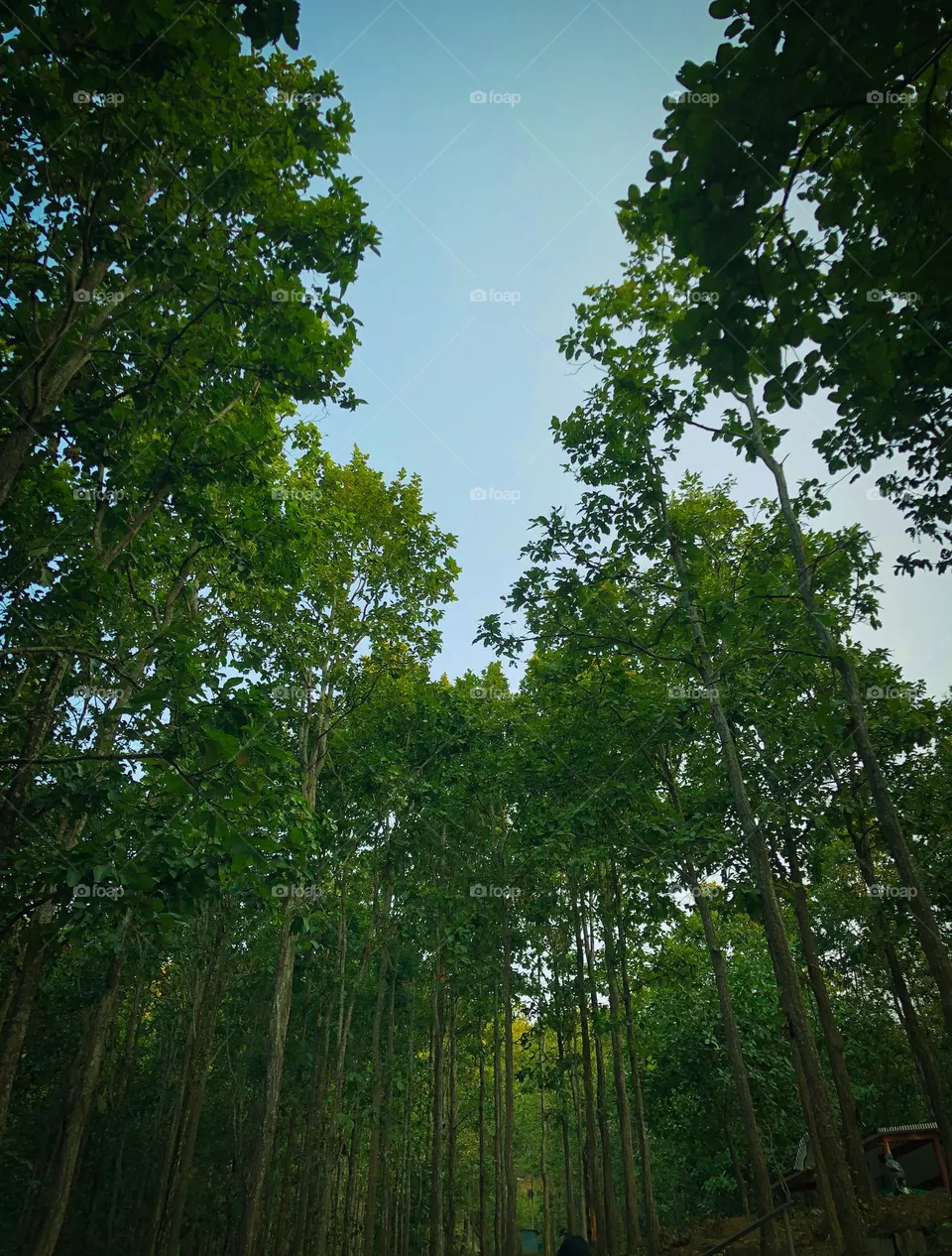 Forest 