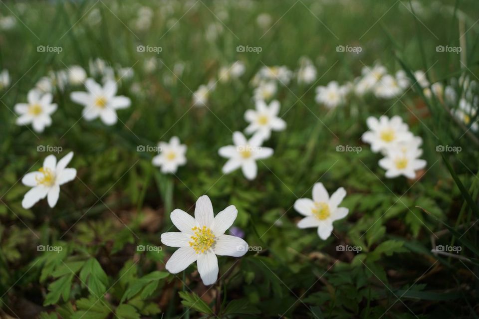 Premières fleurs printanières 