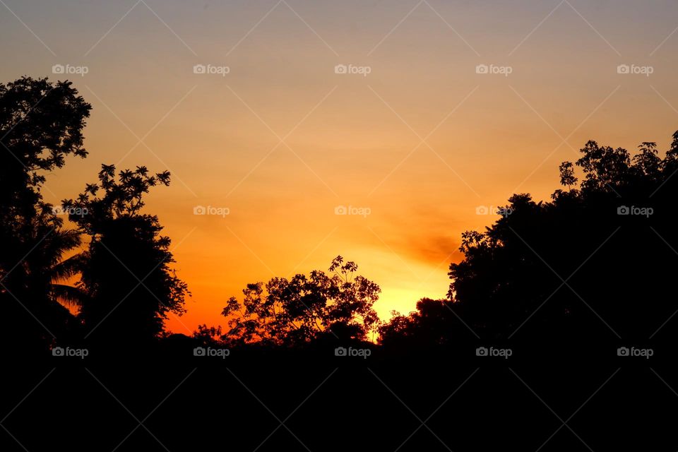 A breathtaking sunset fills the sky with vibrant orange and yellow hues, contrasting with the dark silhouettes of tall trees. The serene scene evokes a sense of tranquility and the beauty of nature.