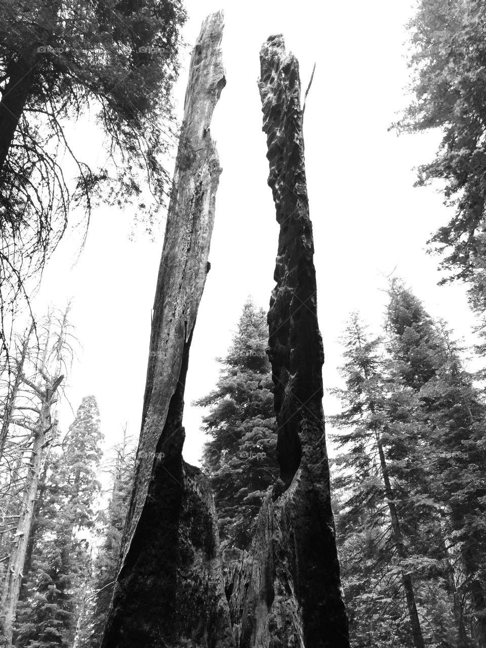 The beauty of sequoia trees in Yosemite National Park