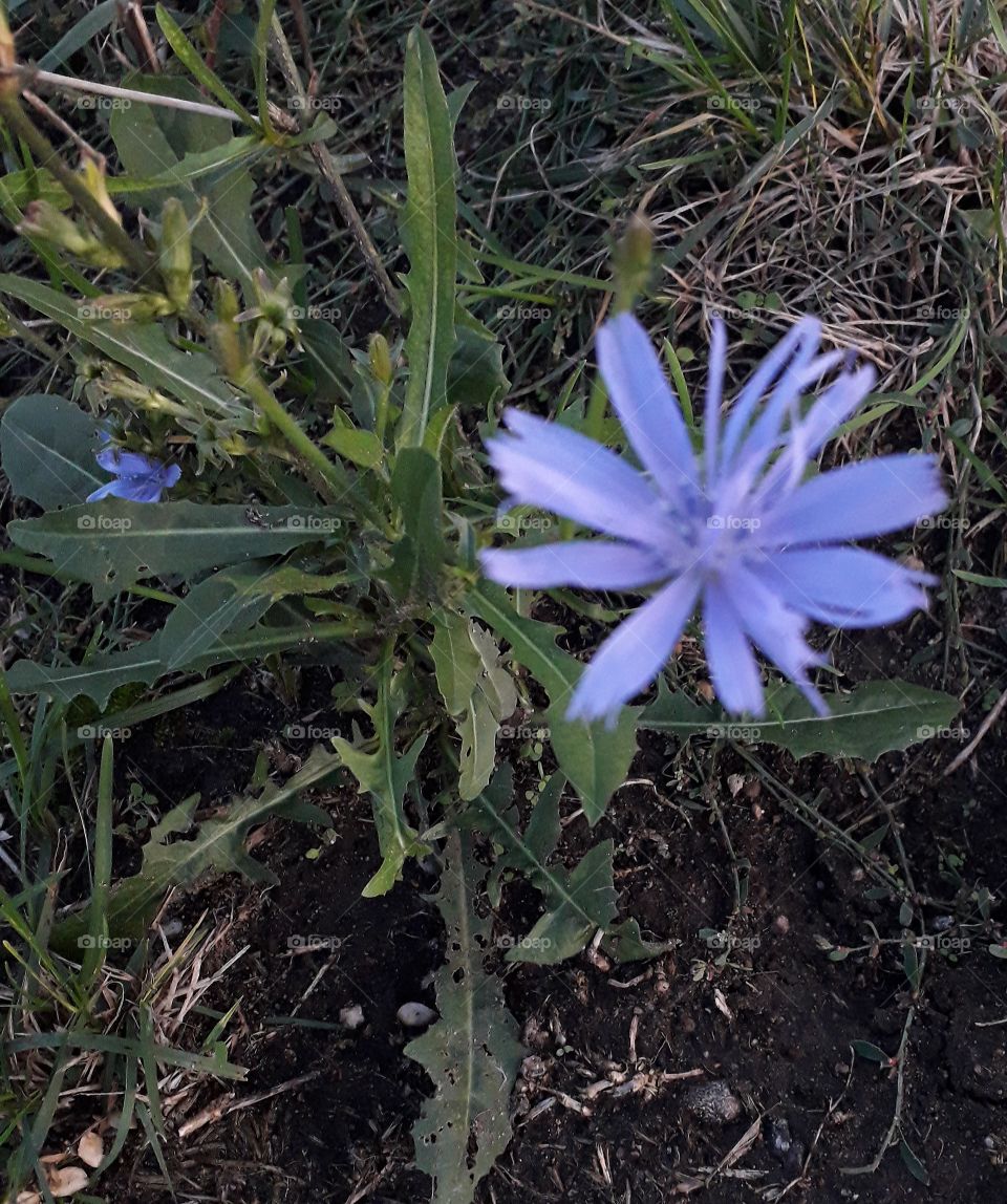 blue flower of chicory wanderer in the grass