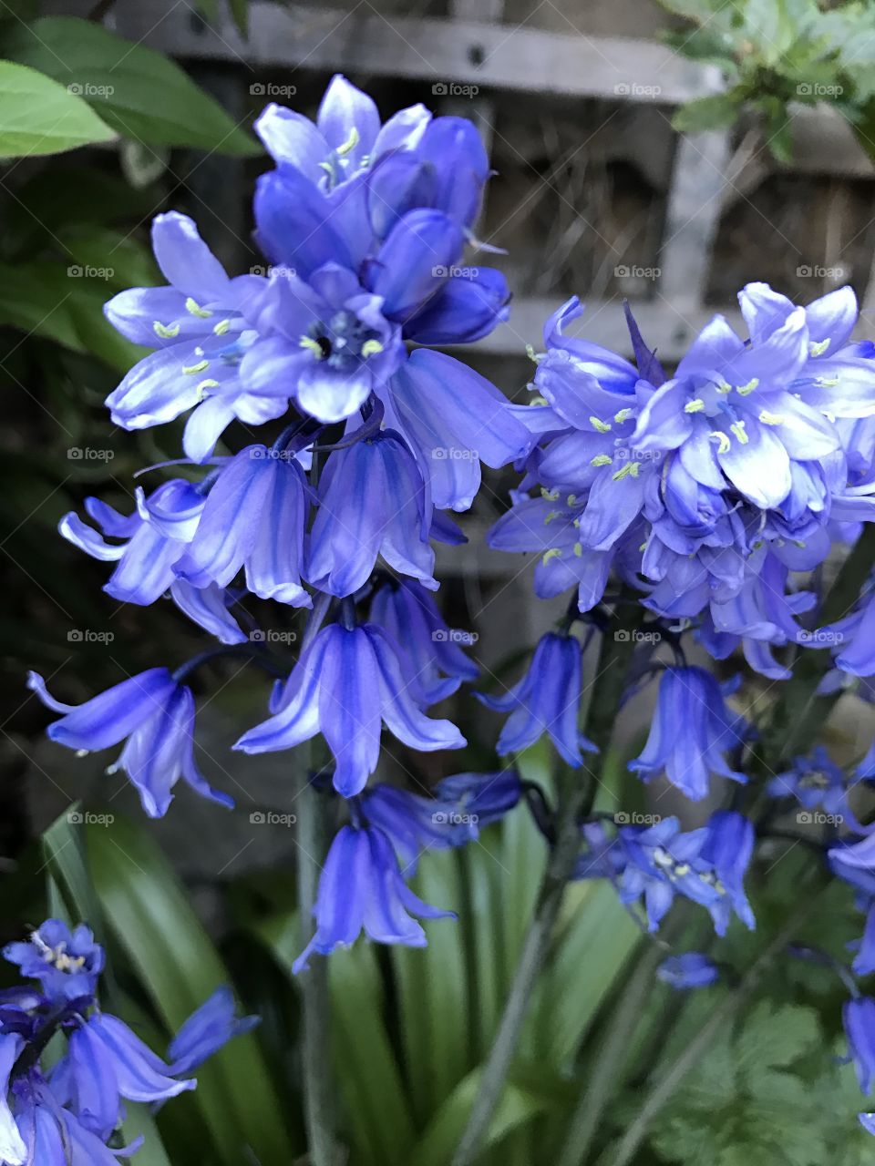 Bluebells flora 