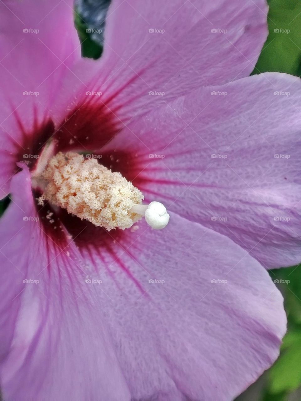 Macro photo of a flower growing in the garden