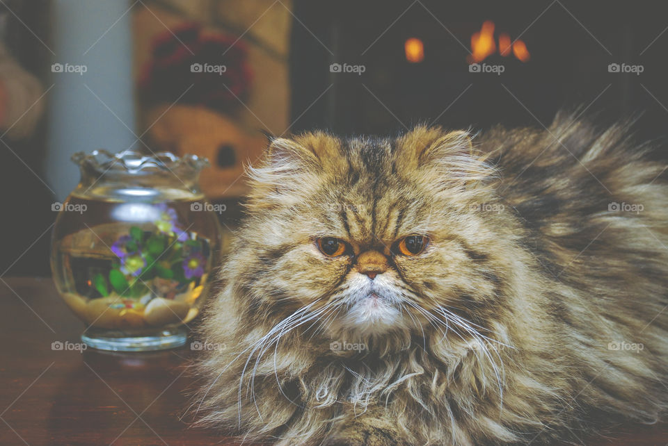 Tabby Persian Cat Sitting with Fishbowl