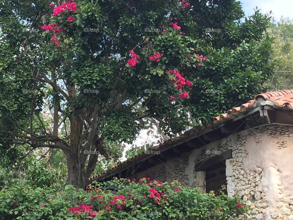 Flowering tree