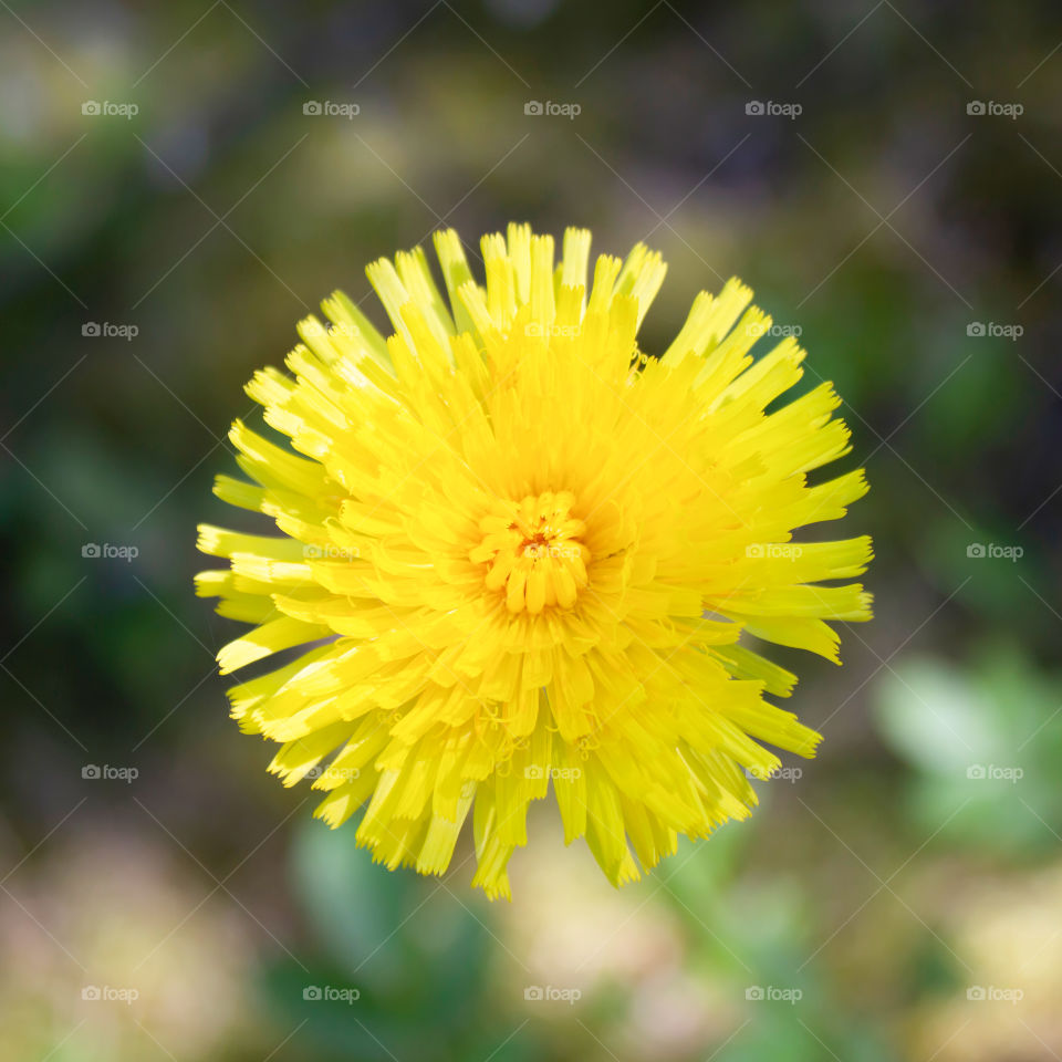 Beautiful yellow flower on blurred background