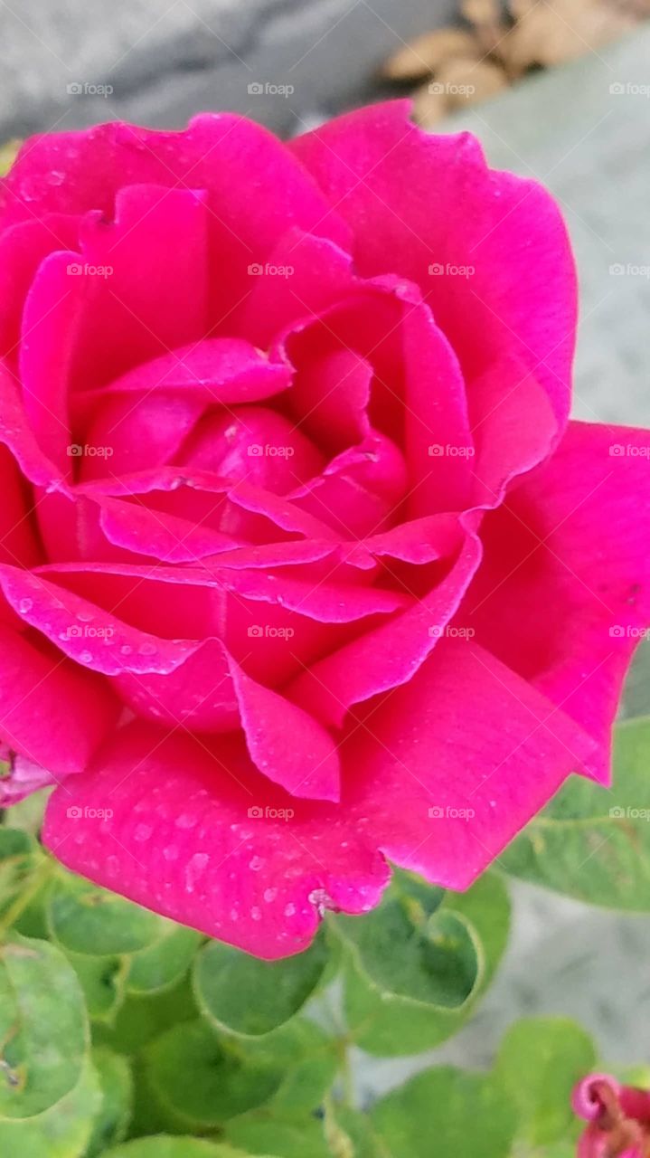 an extremely pink rose