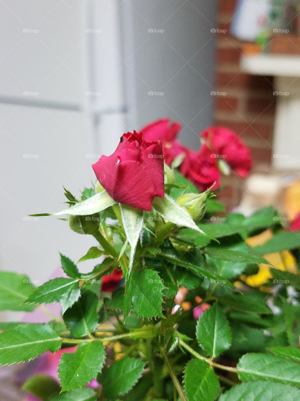 rose buds