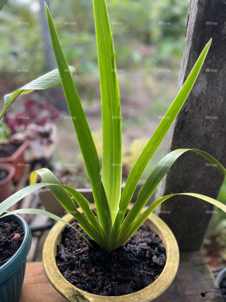 I dont know also about this plant name. can anyone help me? 