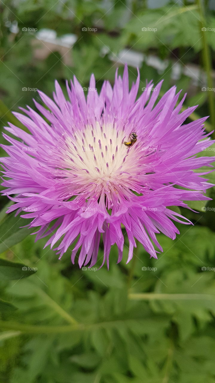pink flower with the bug