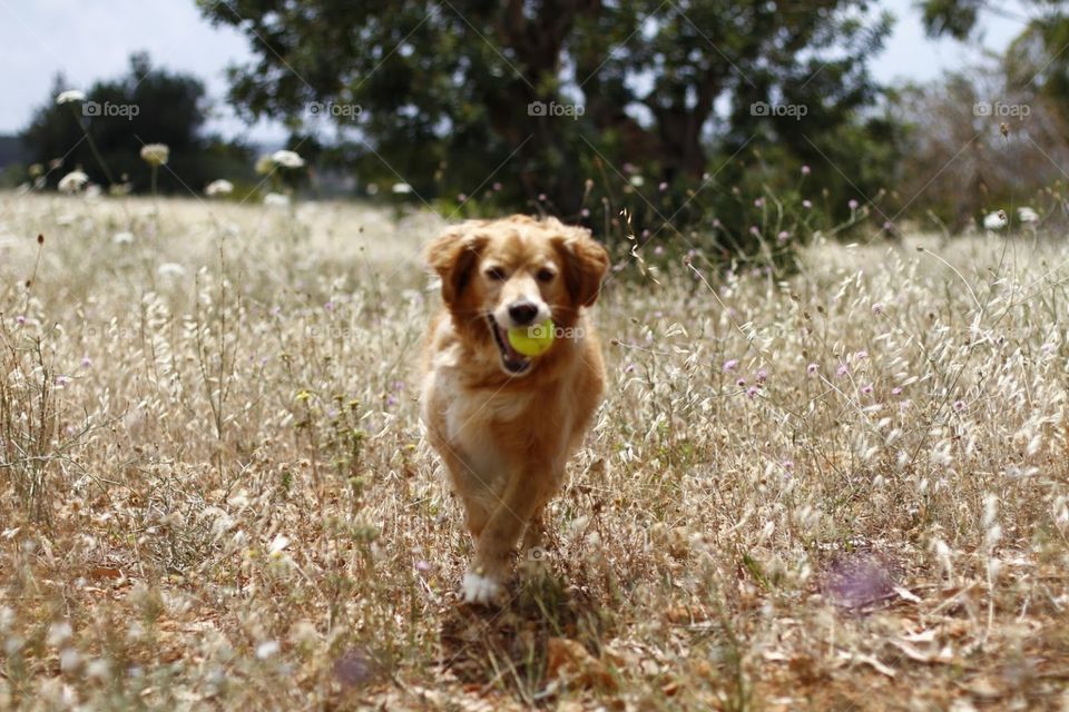 cute golden retriever