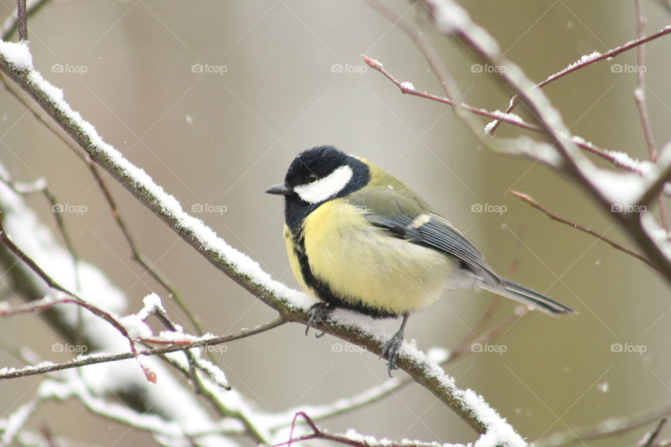 Great titmouse on snowy branches