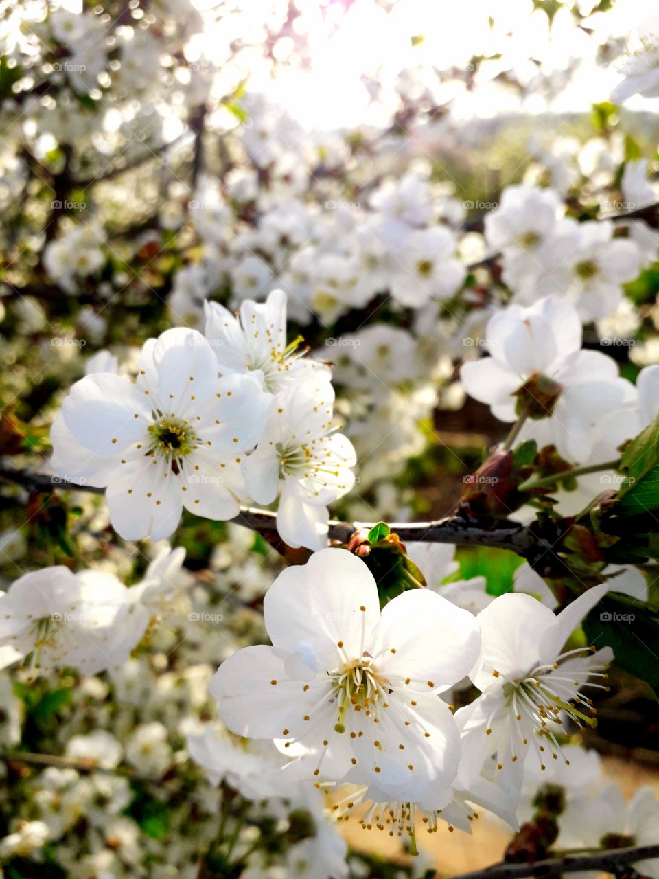 white flowers