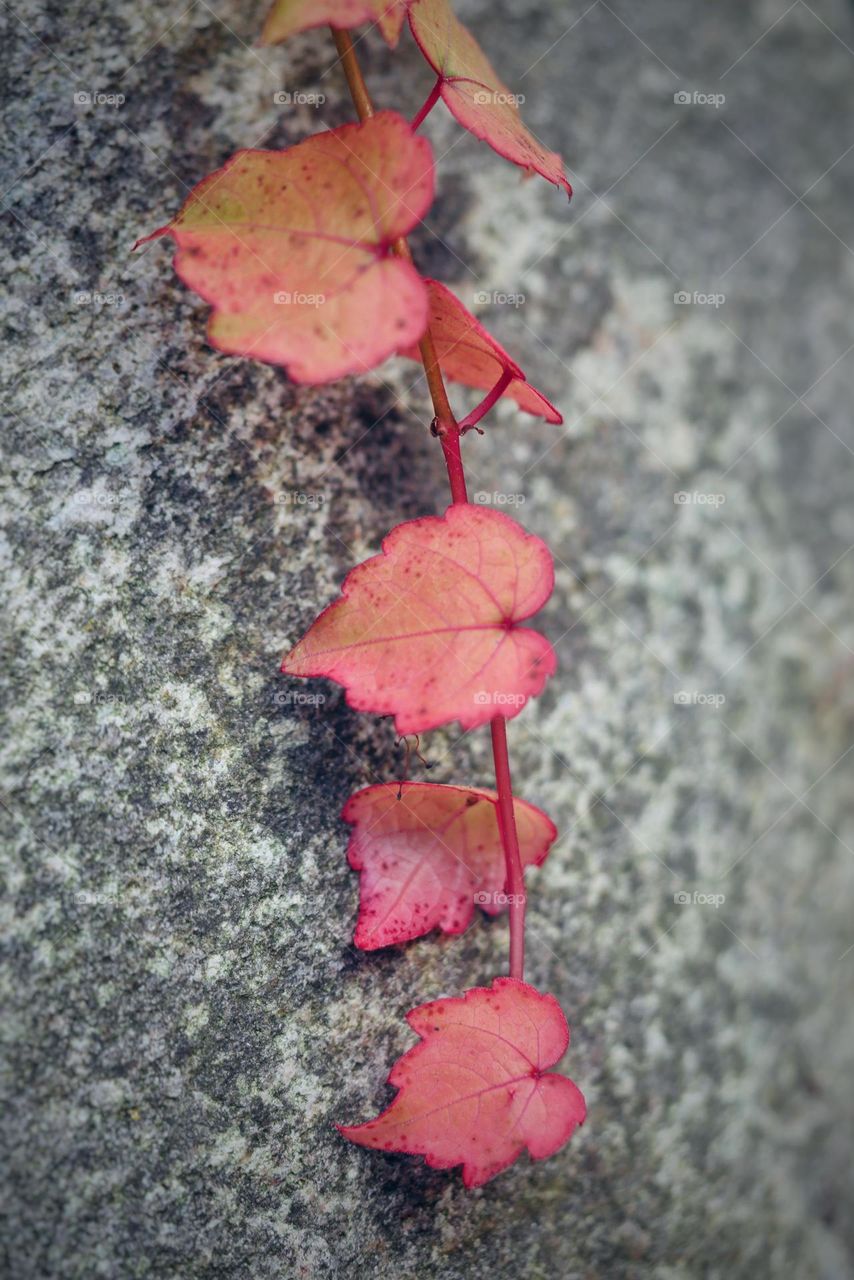 Red leaves