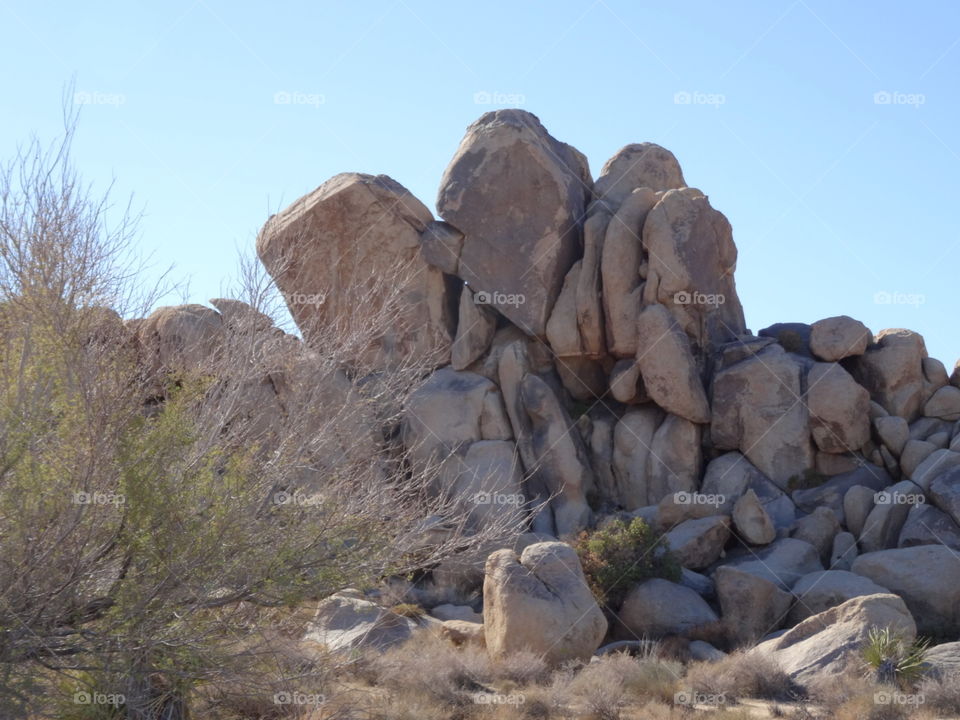 how'd they do that.Joshua tree