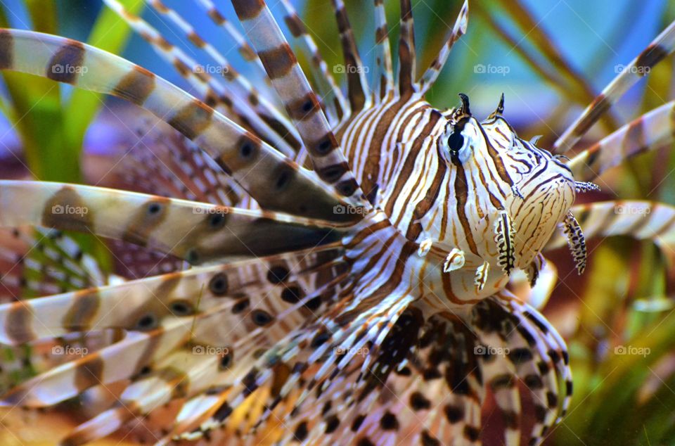 Scorpionfish - Lionfish