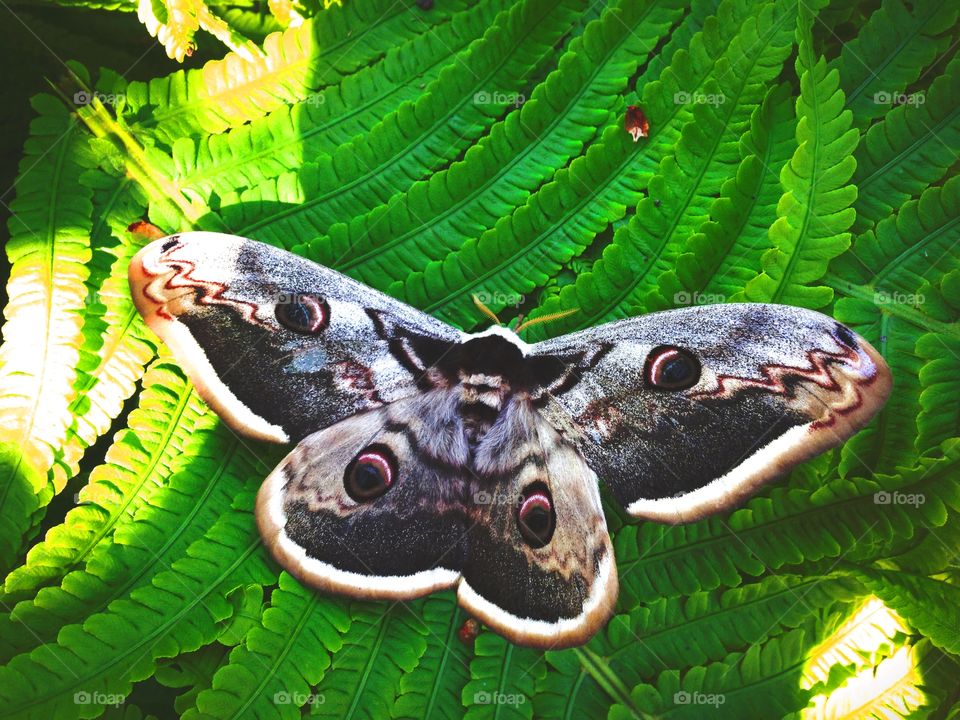 Beautiful butterfly on leaf