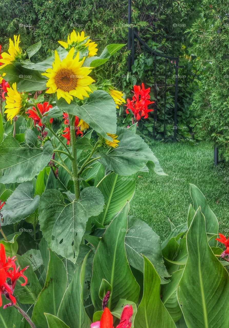 Summer Flowers. Vibrant Red and Yellow