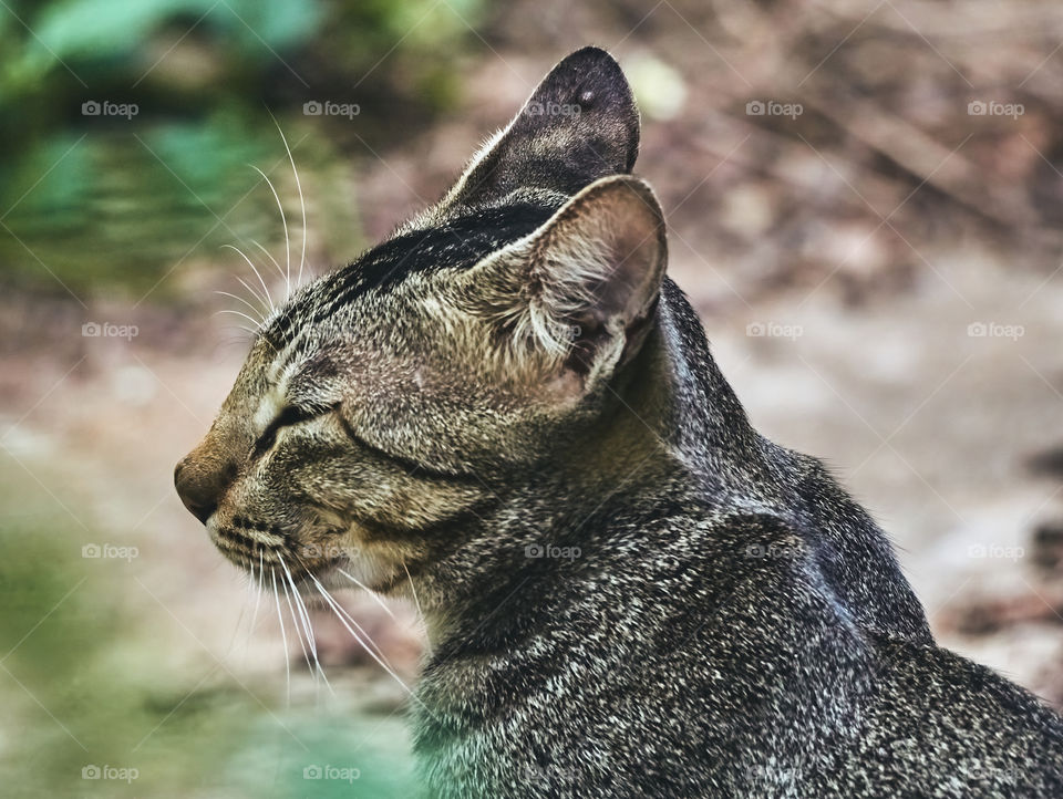 Egyptian mau cat - domestic