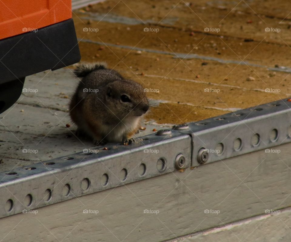 A chipmunk