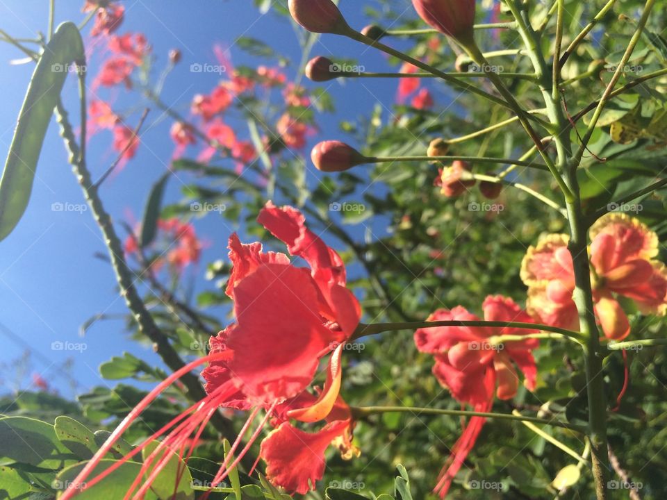 Flowers . Amazing photo. 
