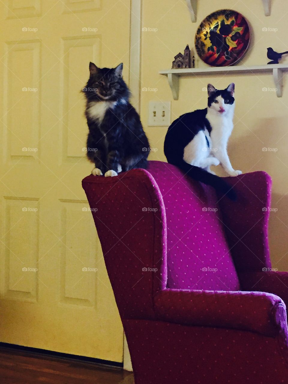 Two  rival cats, happy in their environment.