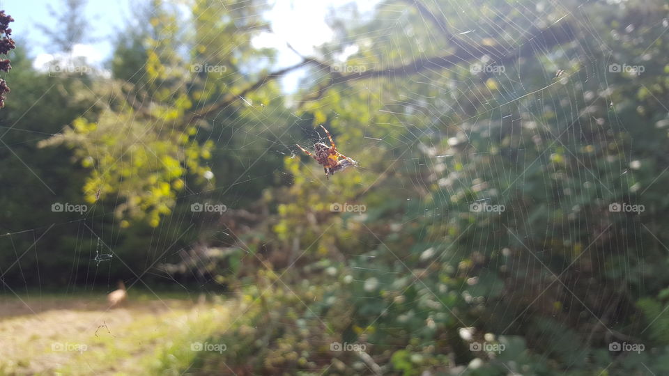 spider web