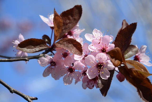 Spring flowers