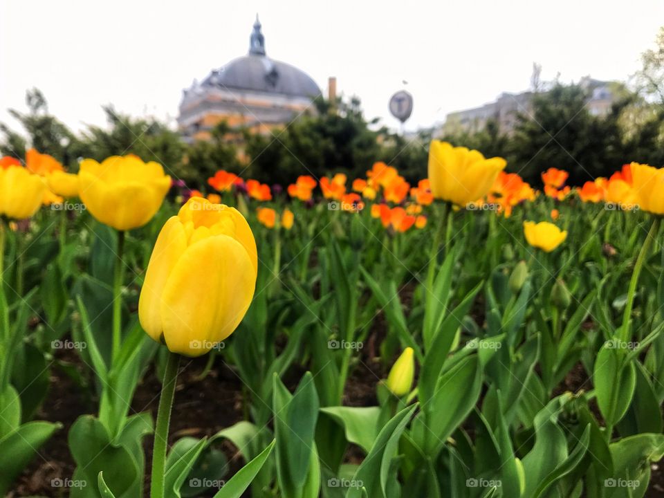 Tulip flowers 