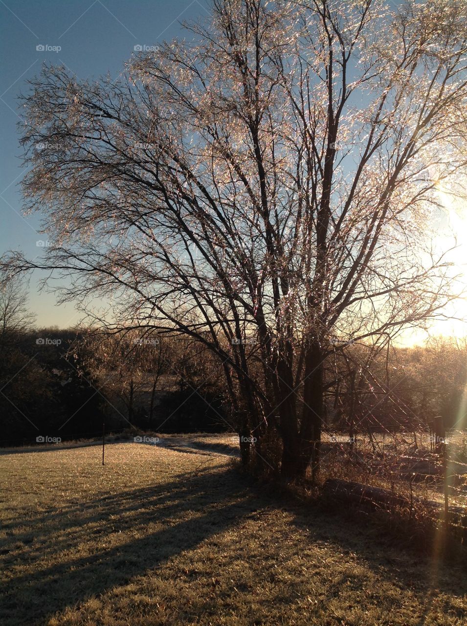 Ice covered tree